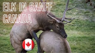 A Magia de Canadá Elk Rutting and Bull Elk Fight Pelea de Alces  PN Banff National Park  Canada [upl. by Harve]