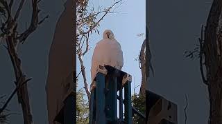 COCKATOOS AND CRIMSON ROSELLAS 🕊️ [upl. by Adnohryt197]