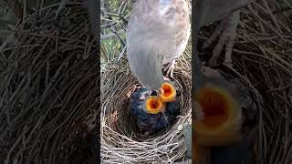 Wild babbler bird babies P 4 shortvideo viralvideo [upl. by Leimaj357]