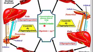 Régulation de la glycémie [upl. by Dearborn]