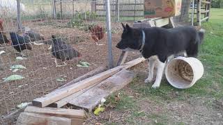 Karelian Bear Dog  Stalking Chickens [upl. by Namharludba]