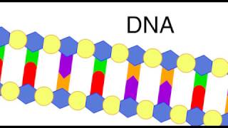 DNA replication [upl. by Radley]