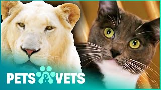 From Apex Predator To Clumsy Kitten  Lion In Your Living Room Full Documentary  Pets amp Vets [upl. by Risa]