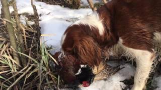 Working Welsh Springers Spaniels [upl. by Ihsorih]