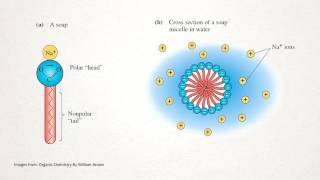 How does Soap Work [upl. by Assirroc]