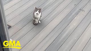 Meowing cats lead woman to litter of barn kittens l GMA [upl. by Dinin]