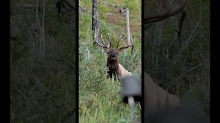 Bull Elk Bugling at 25 Yards [upl. by Anawal769]