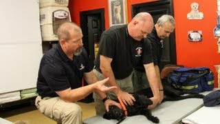 Basic K9 First Aid Class [upl. by Raimondo408]