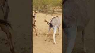 donkey animallove nature youtubeshort [upl. by Enetsirk]