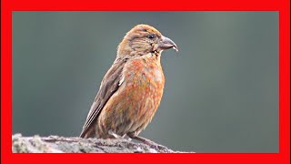 Crossbill Call Crossbill Song Crosbill Singing Crossbill Sound Crossbill Chirp Crossbill Voice [upl. by Etra]