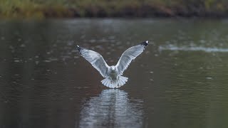 The Gull BellyFlop Landing Sony A1Sony Alpha1 4k [upl. by Lunseth]