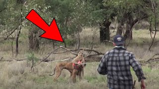 Un homme courageux frappe un kangourou au visage pour sauver la vie de son chien [upl. by Naylor]