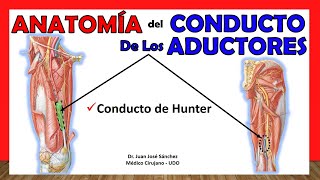 🥇 Anatomía del CONDUCTO DE LOS ADUCTORES De Hunter ¡Fácil y Sencilla [upl. by Ecinert897]