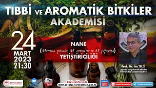 Tıbbi ve Aromatik Bitkiler Akademisi20 Nane Mentha spicata M arvensis Mpiperita Yetiştiricili [upl. by Otineb]