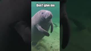 I love manatees so much manatees manatee [upl. by Erotavlas962]