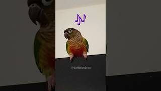 Green Cheek Conure Marbles Cute Singing Moments 🎶🦜 cockatielscraze [upl. by Reve370]