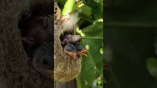 The bird family is so cute [upl. by Abelard]