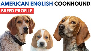 American English Coonhound Breed Profile History  Price  Traits  English Coonhound Grooming Needs [upl. by Nitsruk]