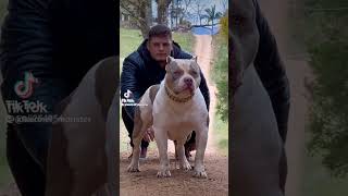 CANE CORSO VS PİTBULKANGALGERMAN SHEPHERD MOST INTIMADATING DOG BREED [upl. by Cicely]