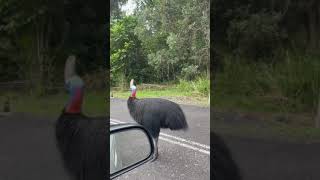 Cassowary 1 [upl. by Abert841]