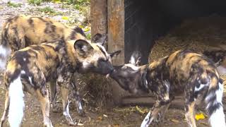 Painted Wolf Interaction Social Behavior Dominance Play  lycaon pictus African wild dog ZSL [upl. by Ireva]