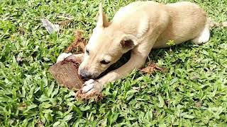 mga bata kain Nang frutas marang mga Pabo lambing sa paligid [upl. by Berglund]