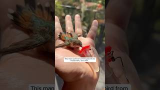 This man saved a hummingbird from heatstroke and then this happened animalshorts [upl. by Alisia]