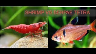 Serpae Tetra Assassinating Shrimp [upl. by Shurlocke]