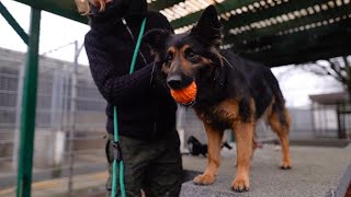 Spielend lernen Konditionierung ohne Leckerlies I Hundetraining im Tierheim Frankfurt [upl. by Arbmahs]