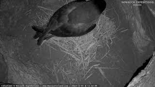 Endangered Bermuda Petrels Live CahowCam 2  Nonsuch Expeditions [upl. by Soane]