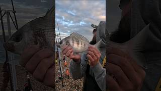 Bream Fishing on chesilbeach 🔥🎥shorefishinguk shorts fishing ukbeachfishing seafishinguk [upl. by Leonelle787]