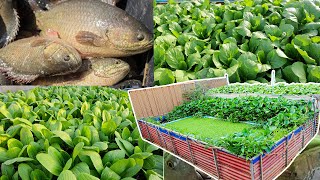 I Build an aquaponics System for Raised Climbing Perch Fish and Grow Mustard Green Pak Choy [upl. by Kaplan]