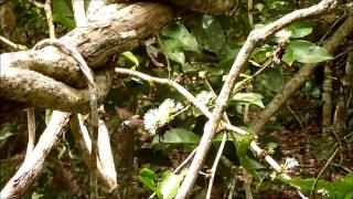 mariposa esfinge colibrí [upl. by Nna]