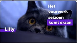 Ondersteun jouw kat dit vuurwerkseizoen met FELIWAY Optimum [upl. by Carver885]