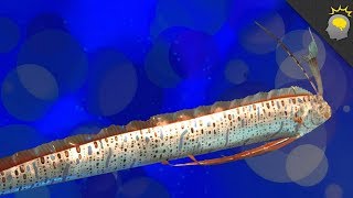 A Real Sea Serpent The Tale of The Oarfish [upl. by Weixel51]