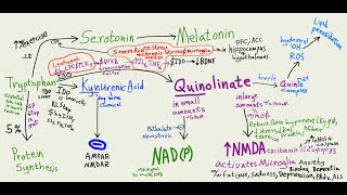 Can leaky gut make you stupid Tryptophan kynurenic acid Quinolinate pathway [upl. by Nadeen907]