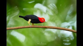 Redcapped Manakin Moonwalk dance Costa Rica [upl. by Innad]