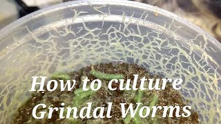 How to culture Grindal worms in Hindi with english subtitles [upl. by Keenan]