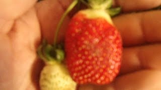 Growing Winter Strawberries in Hydroponics Part 4 [upl. by Tannenwald]