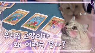 Vlog 우리 고양이가 날 싫어하는 이유🔮  충격과 감동의 타로결과  고양이 브이로그 🐈  대전 천우타로 [upl. by Aivlys]