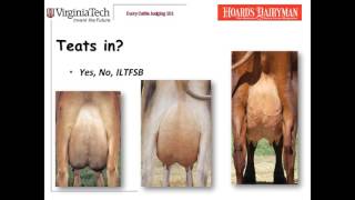 Dairy Judging 101  udders [upl. by Mlehliw]