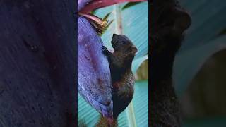 Asian Red Cheeked Squirrel 🐿️ eating [upl. by Elpmid693]