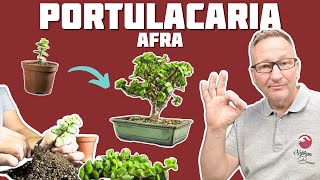 Portulacaria Afra le Bonsaï Succulent 🌱 NEJIKAN BONSAI 🌱 [upl. by Guerra]