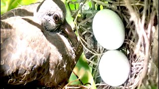 Mourning Dove calling On Nest  Dove Call  Nest of Dove [upl. by Dnallor]