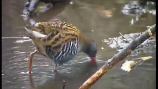 Vattenrall  Rallus aquaticus  Water Rail  ljudsound [upl. by Raouf]