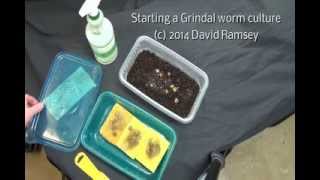 Starting a Grindal Worm culture from almost nothing [upl. by Pine]