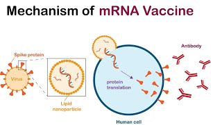 The Transformative Era of mRNA Vaccines  From COVID 19 to Cancer Therapy 4 Minutes [upl. by Jeminah]