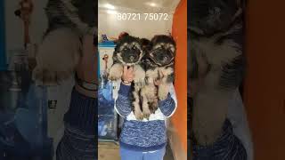 🐕‍🦺🐕‍🦺 Grandson Long coat German shepherd puppy sale 🐕‍🦺🐕‍🦺 [upl. by Cynthia]