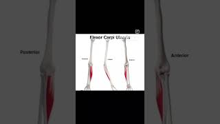 Flexor carpi ulnarisupperbodymuscle humananatomy physiotherpy sports [upl. by Atneuqal34]