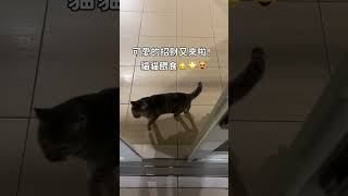 不請自來的貓貓😻 招財又來啦！浪浪餵食～ [upl. by English]